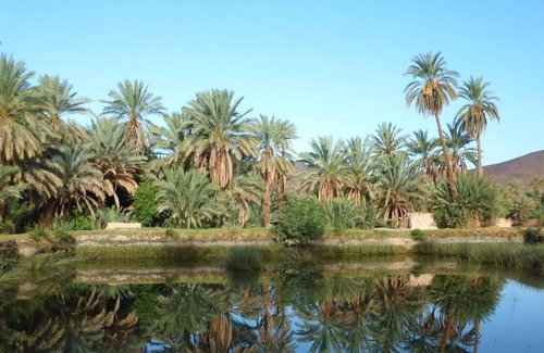 Tata House | Afra Peace House ( Palm Tree Oasis )