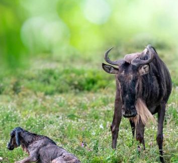 Sinoni Other | Africa Safari South Serengeti Ndutu Ngorongoro