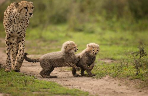 Sinoni Other | Africa Safari South Serengeti Ndutu Ngorongoro
