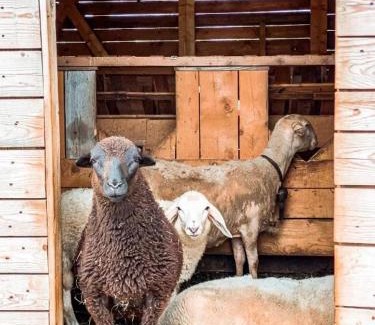 Caldonazzo House | AGRITURISMO DAL PEROTIN