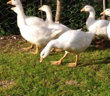 Valfabbrica House | Agriturismo Il Melo