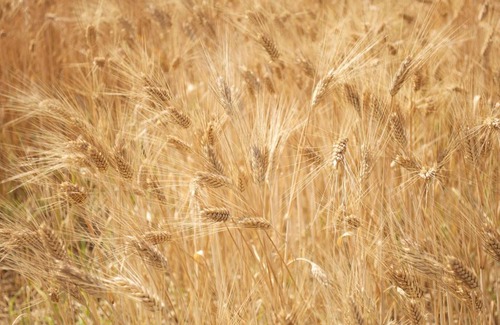 Montemarciano House | Agriturismo La Nocicchia