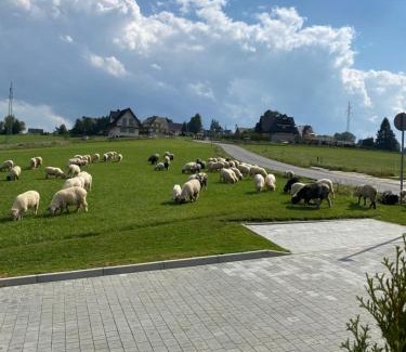 Zab House | Akor House domki w Zębie