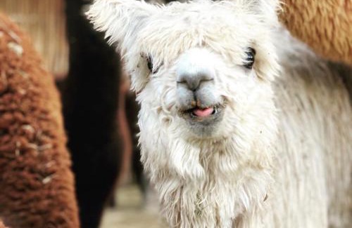 Montagu Apartment | Alpaca Inn