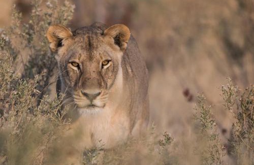 Maun Other | Amber River Camp