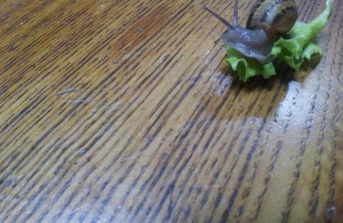 Firenzuola Bed & Breakfast | Antica Terrazza Pietramala