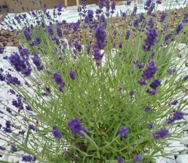 Skrzeszew Apartment | Apartament Lawendowy