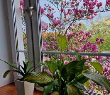 Kamienny Potok Apartment | Apartament Magnolia