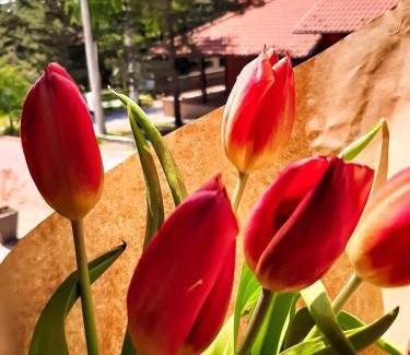 Divcibare Apartment | Apartman TRAG Divčibare