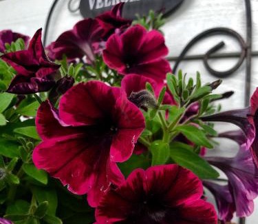 Isfjorden Apartment | Apartment Dreamvalley