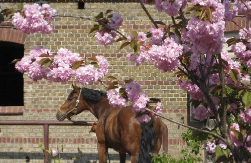 Paretz Apartment | Apartment 'Ferienwohnung 1' with Shared Terrace, Shared Garden and Wi-Fi