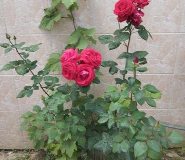 Agios Nikolaos Apartment | Apartment Irini