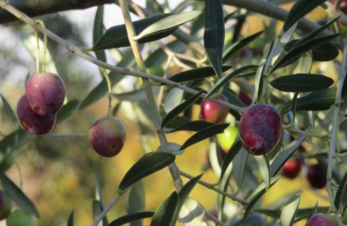 Vantacici Apartment | Apartments Vila Ida