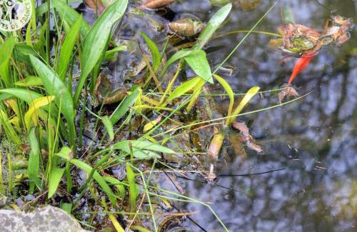 Andrezieux-Boutheon Apartment | Appartement cosy à Andrézieux-Bouthéon avec entrée indépendante - FR-1-496-194