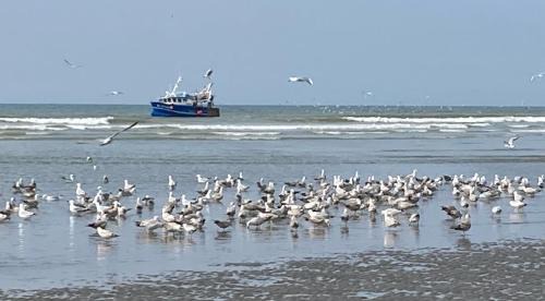 Quend-Plage-les-Pins Apartment | Appartement face mer