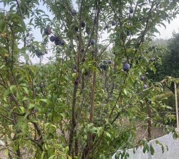 Rajgarh House | Arameh-A Boutique Orchard Retreat Near Kasauli