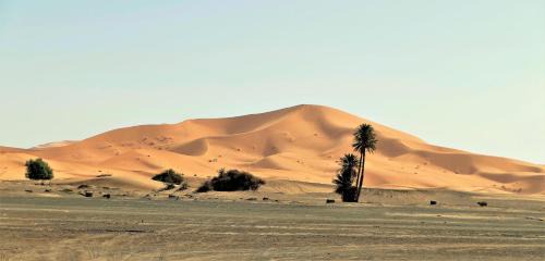 Hassilabied Bed & Breakfast | Auberge Camping Ocean des dunes