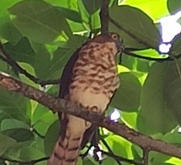 Anjouan Cabin | Auberge Maouwa Valley