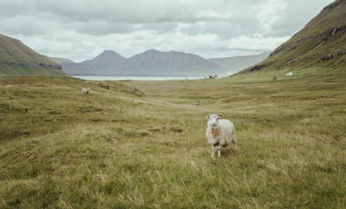 Faroe Islands House | Authentic Cabin - Unique location - In nature - 2BR