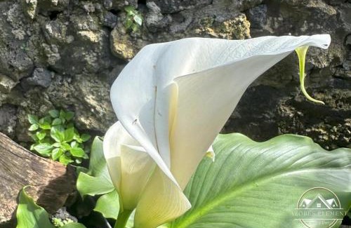 Livramento Villa | Azores Element