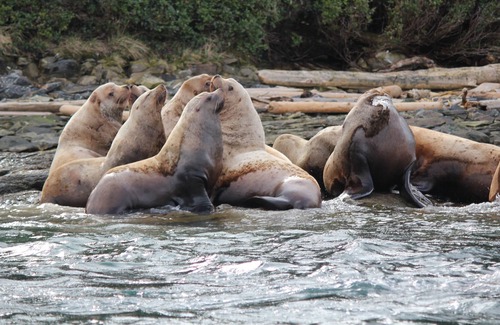 Port McNeill House | Azure Blue Beach House ~*~ Telegraph Cove B.C.