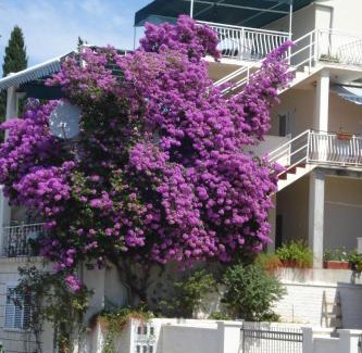 Molunat Apartment | "Azzurra Apartments