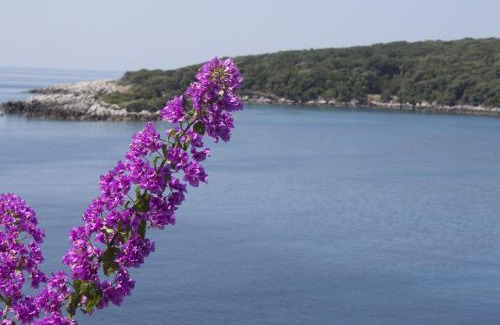 Molunat Apartment | "Azzurra Apartments