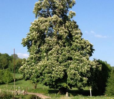 Mamelis Bed & Breakfast | B&B Bij Tante Toos