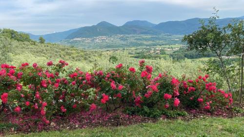 Poggio Nativo Bed & Breakfast | B&B da Odila