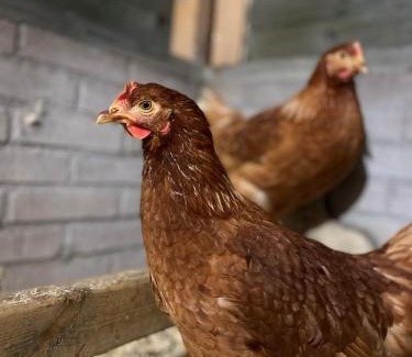 Loenen Bed & Breakfast | B&B Oud-Zilven