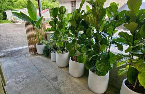 Yuanshan House | Backyard