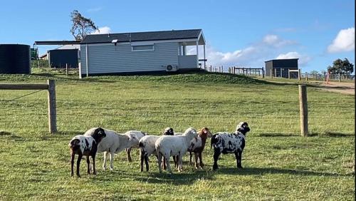 Seaton Villa | Banjos Cabin Gippsland - Luxury Eco Stay w King Bed & Pond Valley Views