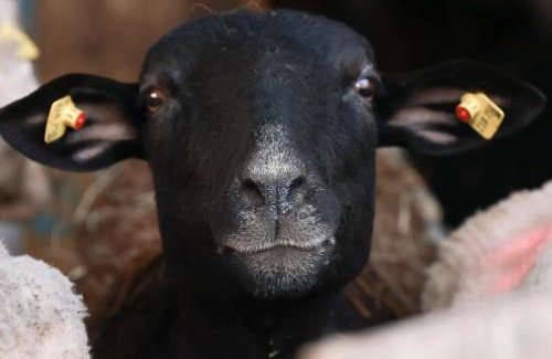 Fotschach House | Bauernhof Kure