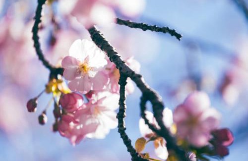 Kisami Hotel | Beach Front Seretis