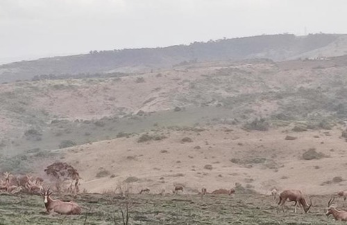 Southport Apartment | Beachfront Old Trees Paradise