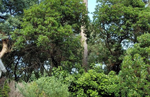 Piraillan Apartment | Beautiful apartment with large terrace in Piraillan Lège Cap Ferret