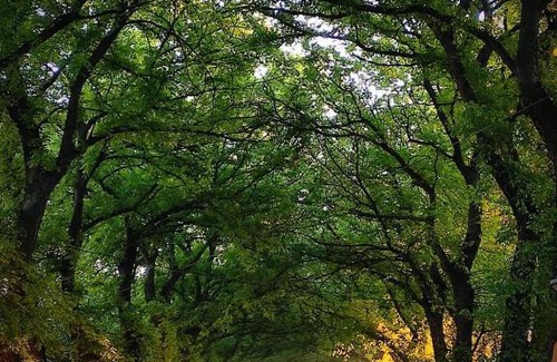 Kikinda Bed & Breakfast | Bed&Breakfast INTERMEZZO CAFFE