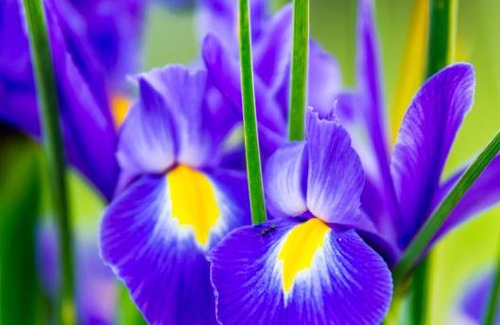 Beechworth House | Beechworth Cedar Cottages