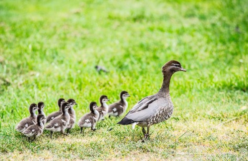 Beechworth House | Beechworth Cedar Cottages