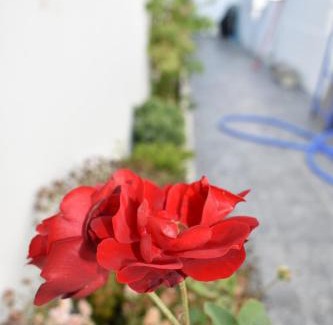 Evora House | Bella's House 4 com Piscina