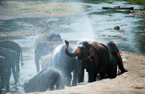 Negombo Boat Rental | Best Sritaxis