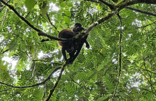 Cariari Other | Bewak CR