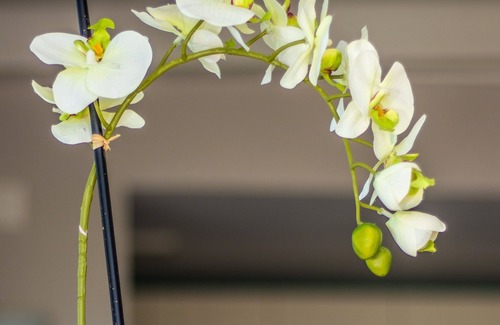 Torre Canne Apartment | "Bianca Dimora" Torre Canne a few steps from the sea