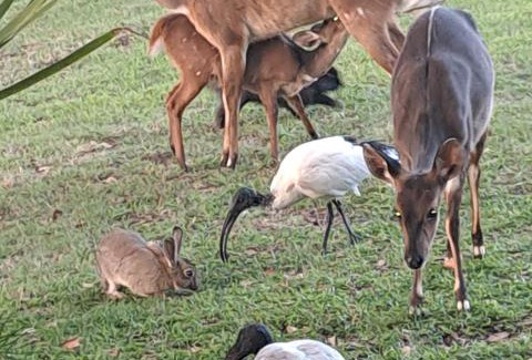 Brenton-on-Sea House | Bibi Ellipsis