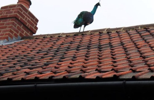 Stebbing Hotel | Blatches Farm