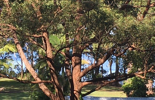 Smiths Lake House | Blue Poles - Tune in to Naturen