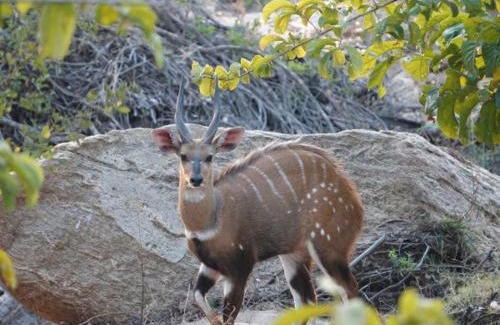 Central Region Cabin | Bua River Lodge