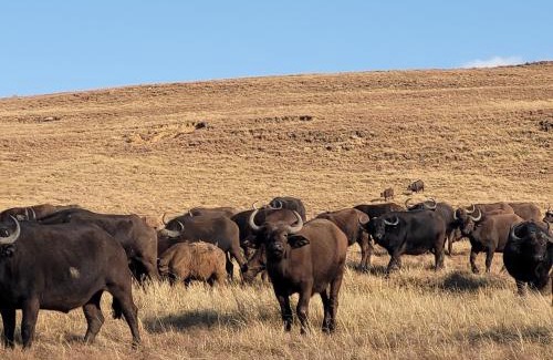 Maluti a Phofung Ski Chalet | Buffalo Hills Private Game Reserve