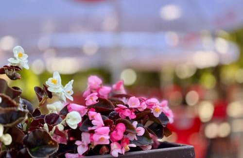 Ipotesti House | Bunika's - Cabana Stejarul