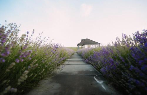 Scheia House | Căsuța Mov de Bucovina